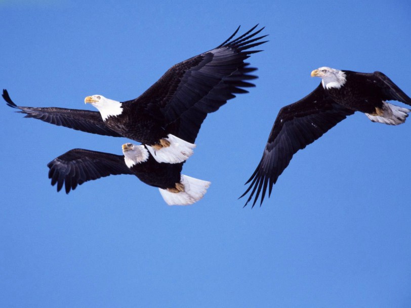 bald-eagles-in-flight
