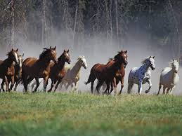 wild horses