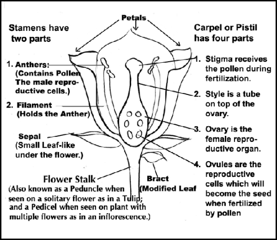 anatomy of a flower