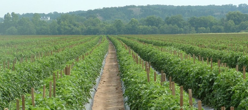 tomatoes-farm01